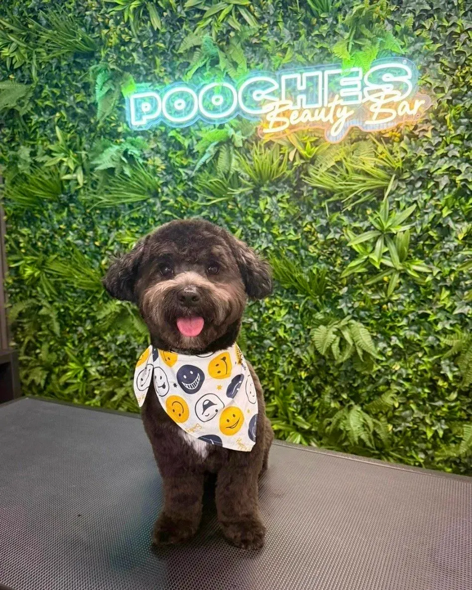 A chocolate poodle-cross in a bandana on the grooming table