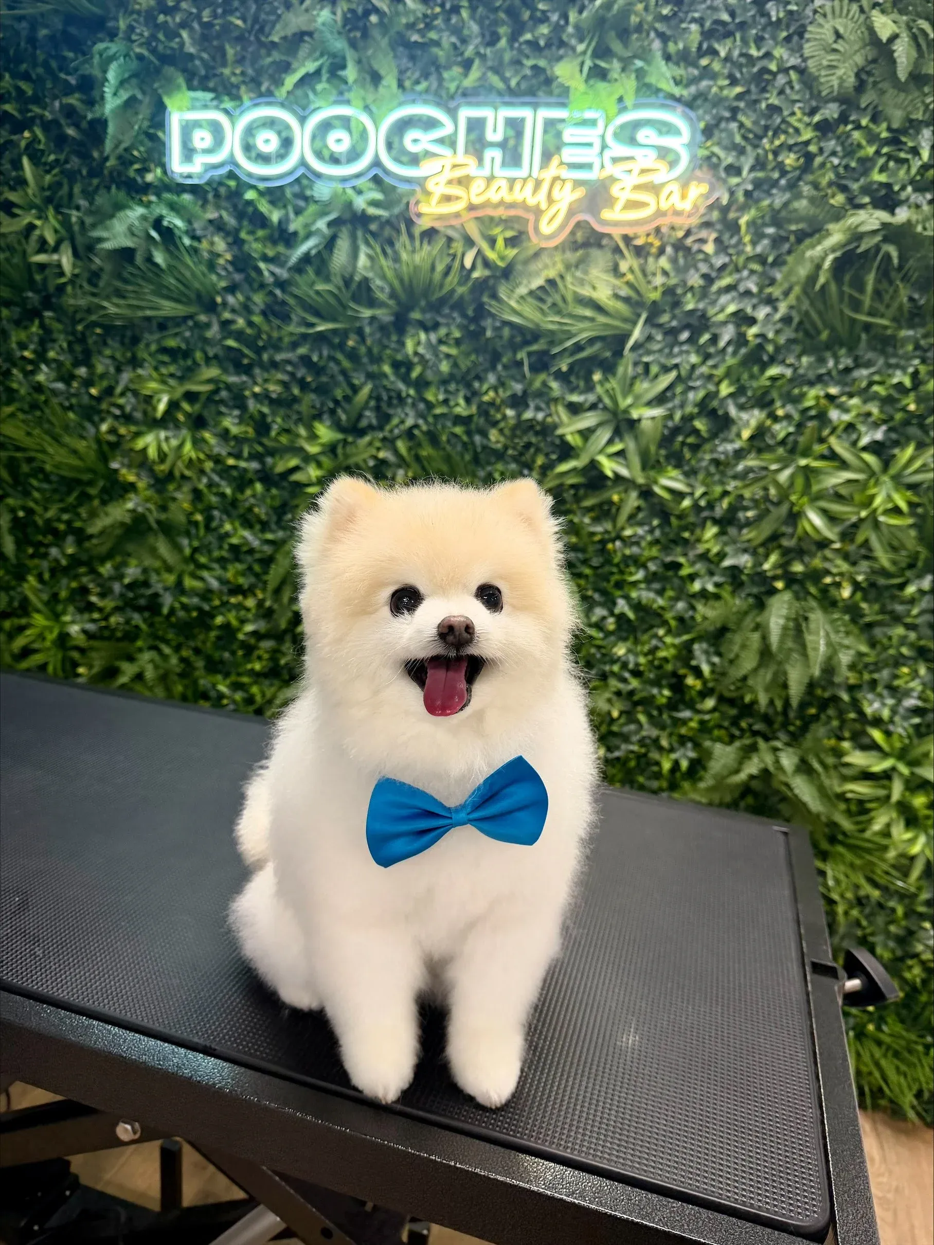 A white pomeranian in a blue bow tie
