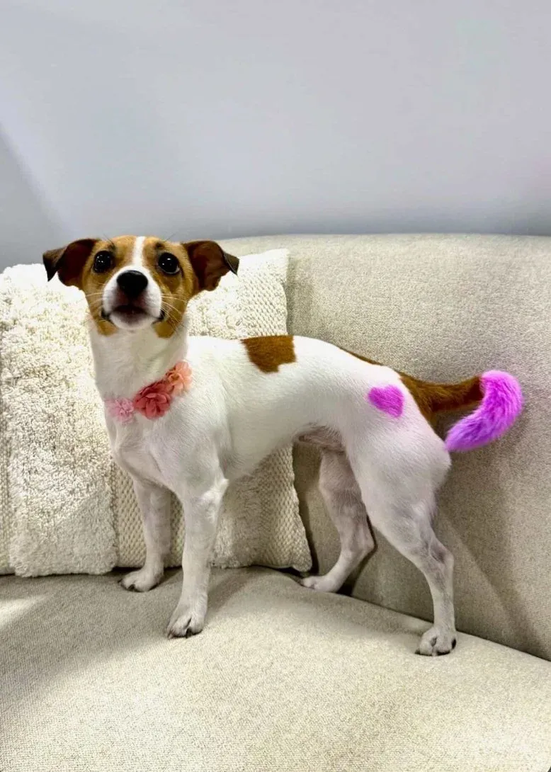 A jack russell with semi-permanent pink colour