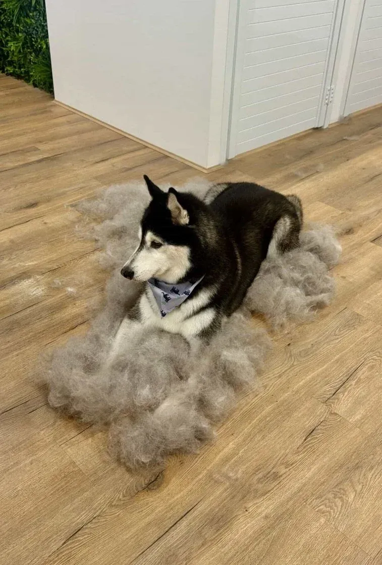 A double-coated dog after a de-shedding treatment and blow out