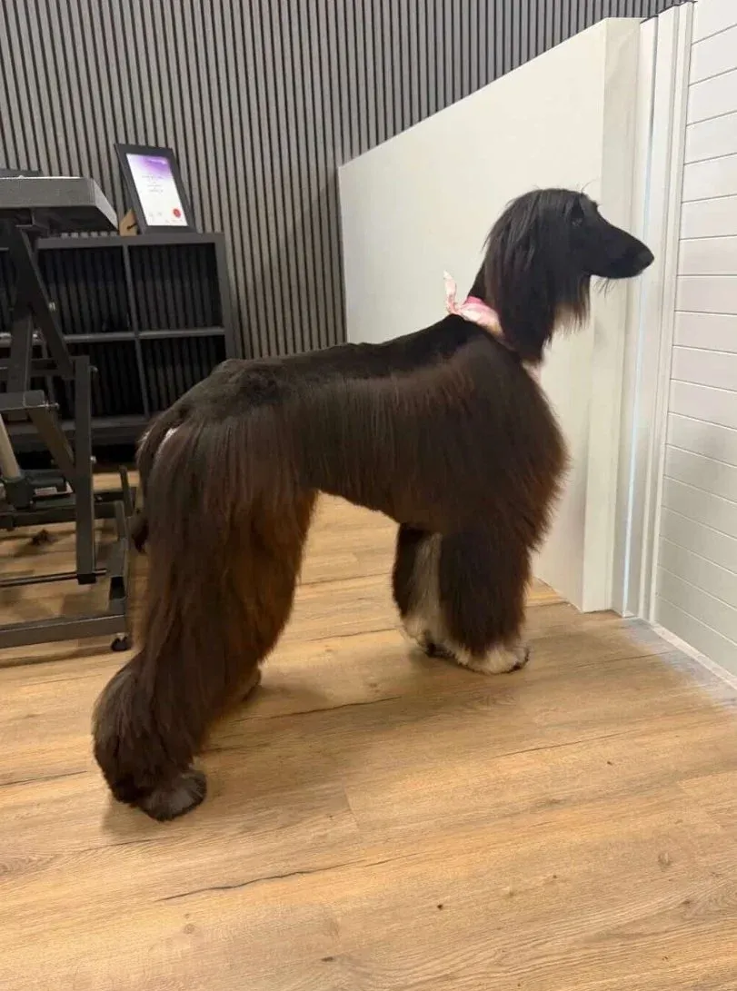 A dog styled to breed standard with a scissor finish