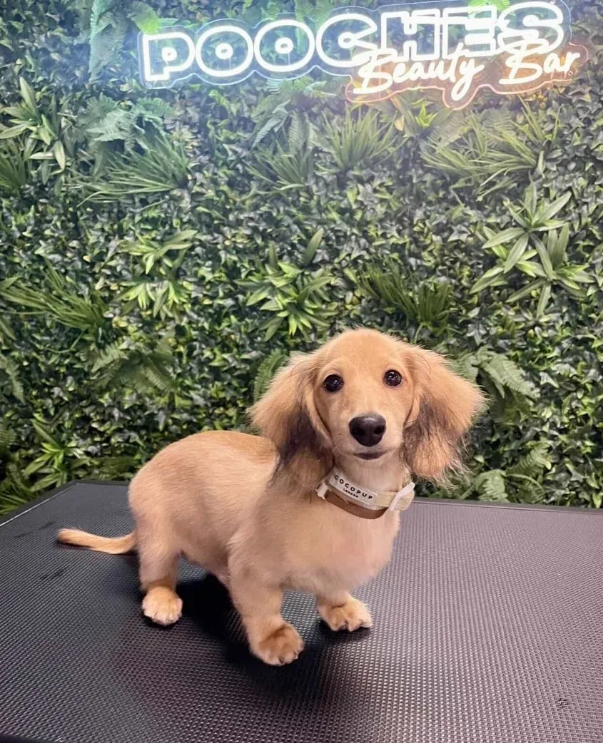 A puppy having its face tidied during a first grooming visit
