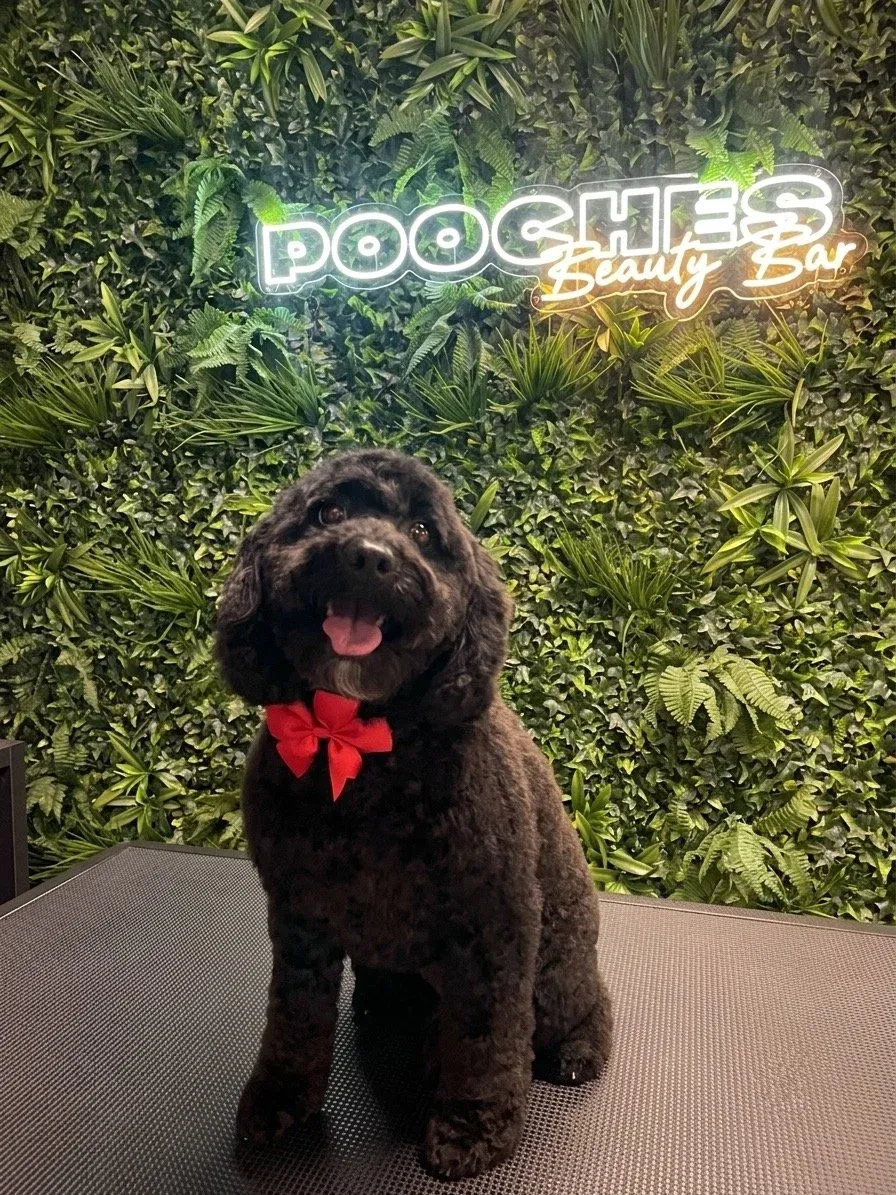 A black cavoodle in a red bow tie by the neon sign